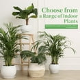 thumbnail image 4 of American Plant Exchange Areca Palm Houseplant in 4" Pot, Pet Friendly, Air Purifying, 4 of 7