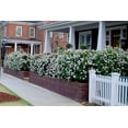 thumbnail image 4 of Viburnum Spring Bouquet  40 Live Plants  Viburnum tinus  Evergreen Flowering Shrub  Compact Ornamental Hedge for Landscaping, 4 of 9