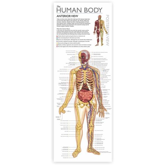 Round World Products  Discover The Human Body Tin Set