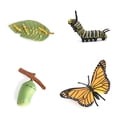 thumbnail image 1 of Bewildely 1 Juego de modelo de gusano de pala, Material plástico Premium, figuritas de insectos significativas, modelos de crecimiento educativo temprano Juguetes Educativos mariposas NO11 Bewildely FN010083-10, 1 of 6