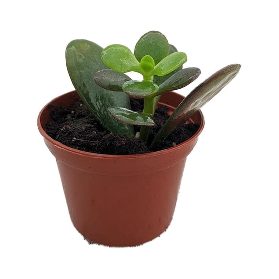 Dwarf Jade Plant - Crassula ovata minor - Succulent - 2.5" Pot