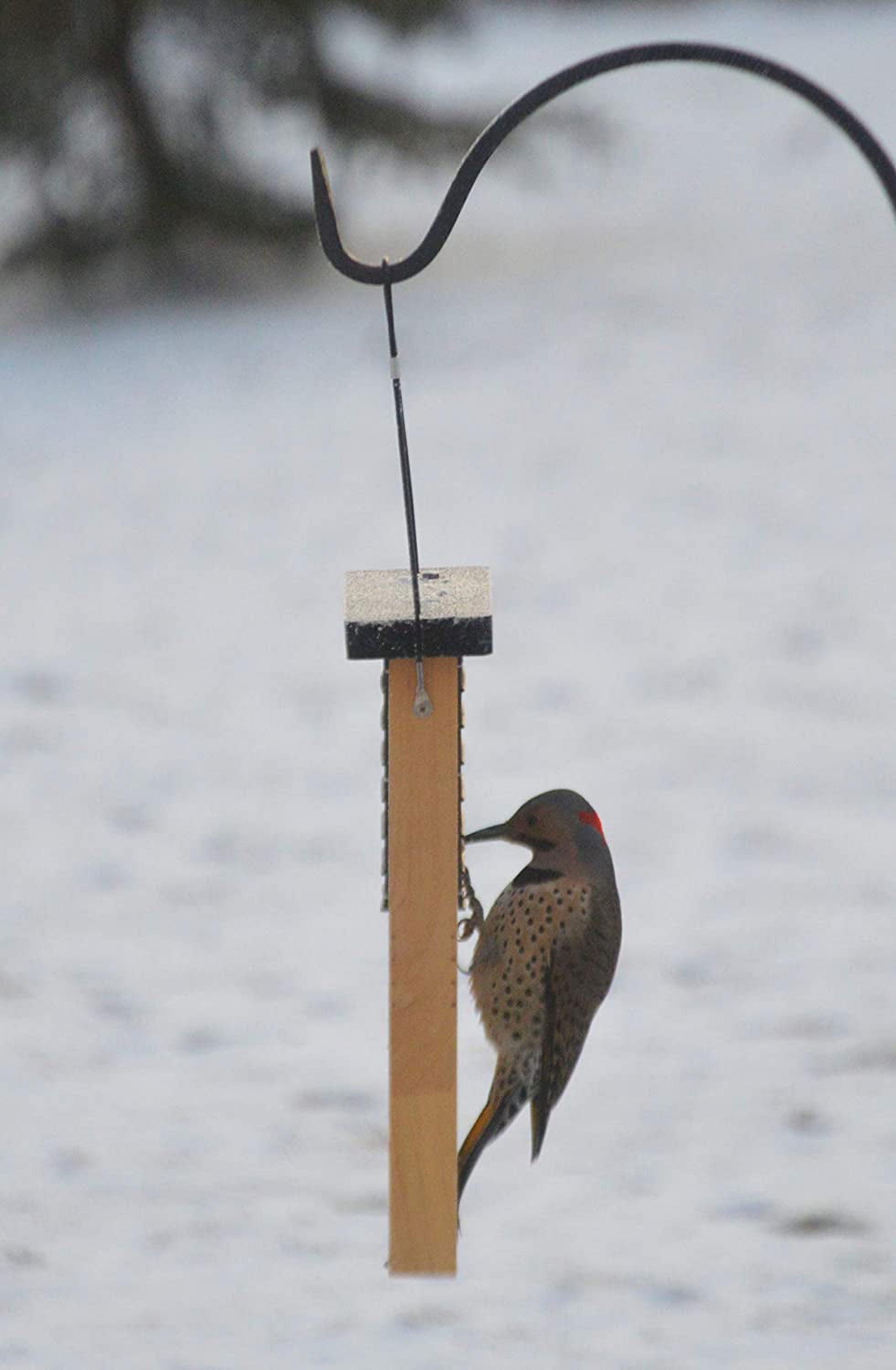 Nature's Way Bird Products TAIL-PROP 1-Cake Suet Feeder with Roof 2 lb Capacity