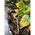 thumbnail image 3 of Mini Chunk Virgin Cork Bark for Reptiles, Spiders & Vivariums – Natural Terrarium Décor, Hides & Climbing Branches, 3 of 9