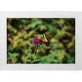 thumbnail image 3 of Philip Clayton-Thompson 18x13 White Modern Wood Framed Wall Art Titled - Garden Butterfly I, 3 of 5
