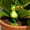 Multicolor-1C, variant on MMJ Frog Figurines Musical Instrument Band Resin Statues Desktop Decorative Ornaments Home Living Room Bookshelf 5.91x2.36x1.57in
