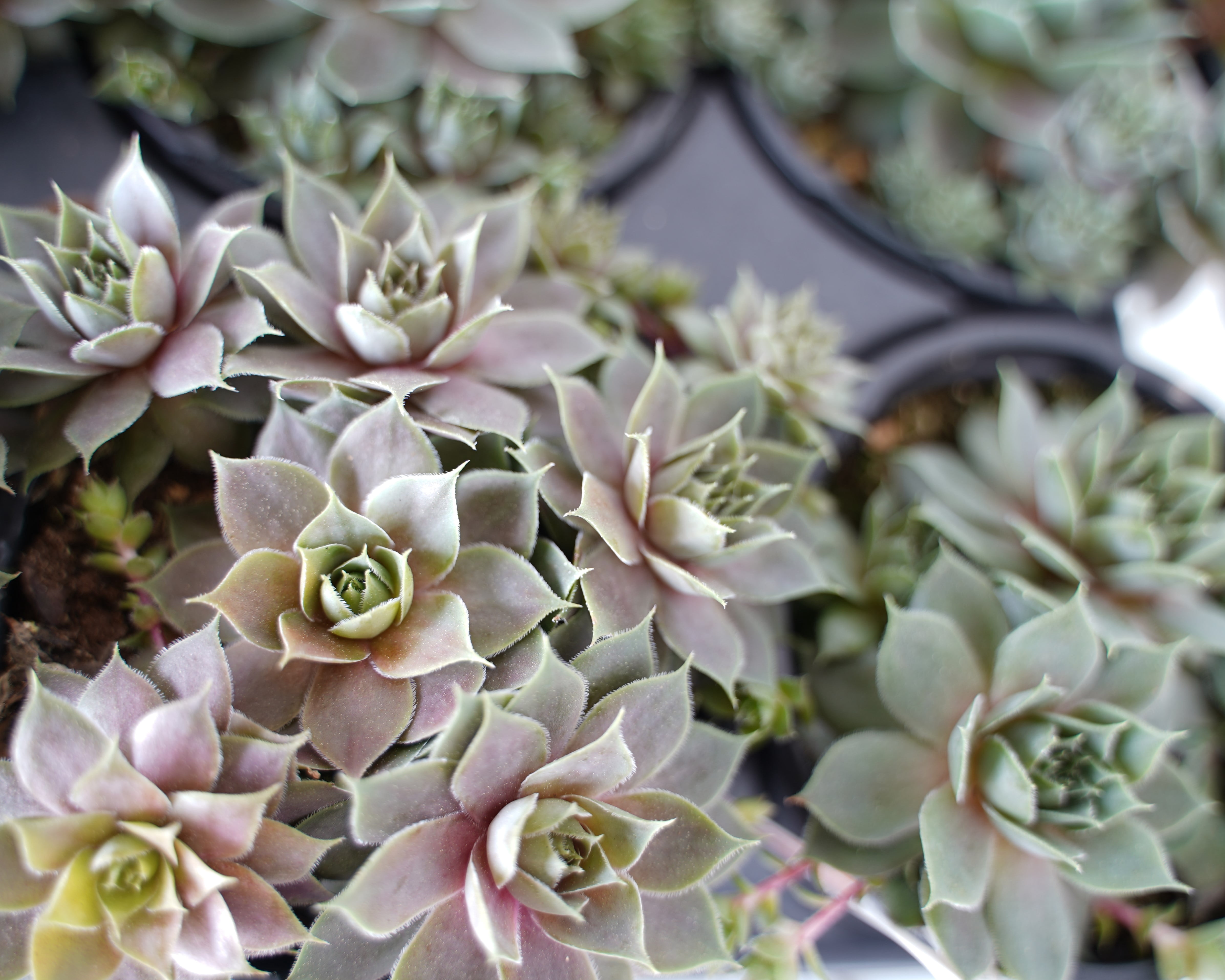 Expert Gardener Hens N Chicks Perennial Succulent Spring Live Plants Outdoor, Various Colors, 1 Pint
