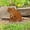 Frog, variant on Handmade Metal Garden Art Rusty Animals Statues Garden Stake, Heavy‑Duty Steel Retro Cat Sculpture Ornaments Yard Art Outside for Lawn Yard, Walkway Fence (Duck)