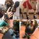 thumbnail image 5 of pares de calcetines antideslizantes para perros pequeños y medianos, botas impermeables de invierno para perros, calcetines para perros, zapatos antideslizantes impermeables para perros, color negro,, 5 of 5