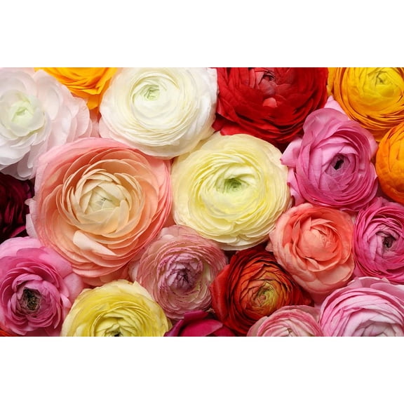 6 Mixed Ranunculus Corms - Ships from Iowa, USA - 6 Large Healthy Corms for Planting