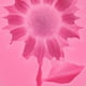 thumbnail image 3 of Ounissouiy Molde de silicona con forma de girasol, molde reutilizable antiadherente resistente al calor para azúcar, caramelo, Chocolate, Artesanía, 3 of 6