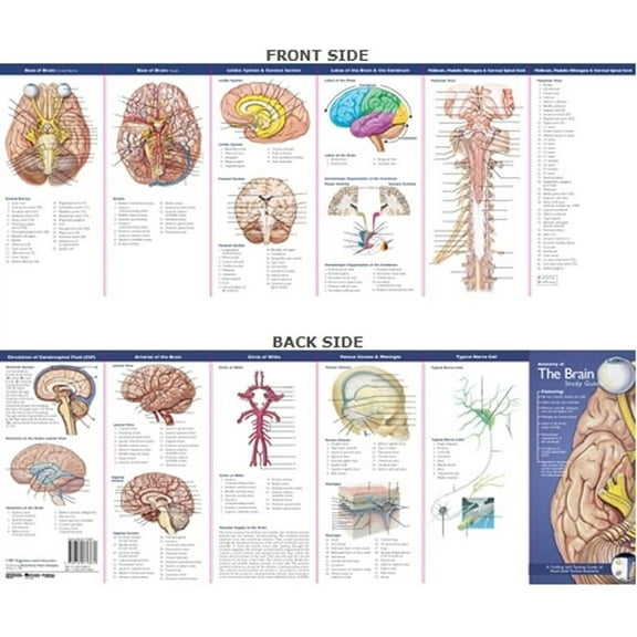 Anatomical Chart Company's Illustrated Pocket Anatomy: Anatomical Chart Company's Illustrated Pocket Anatomy: Anatomy of the Brain Study Guide (Other)