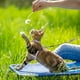 thumbnail image 5 of Juego de arnés y correa para gatos, ajustable, a prueba de escapes, con correa para gatos (púrpura degradado), 5 of 5