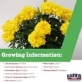 thumbnail image 3 of Harris Seeds - Marigold Seeds - Zenith Lemon Yellow Variety - 250 Seeds, 3 of 7
