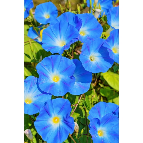 Seedville 50 Heavenly Blue Morning Glory Flower Seed, Attract Bees, Butterflies, Birds