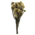 thumbnail image 1 of Vickerman H1PHC000 15-18 in. Phyliscens Vert Naturel - 4 oz Bundle, 1 of 1