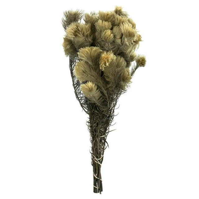 Vickerman H1PHC000 15-18 in. Phyliscens Vert Naturel - 4 oz Bundle