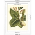 thumbnail image 5 of Art.com Fantastical Botanical IV Art Print by Vision Studio, White Frame Wall Art, 32" x 40", 5 of 5