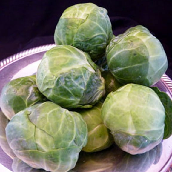 Catskill Brussel Sprouts - 500 mg ~135 Seeds - Non-GMO, Heirloom, Open Pollinated - Vegetable Gardening & Micro Greens Seeds