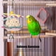thumbnail image 3 of Juguete De Forrajeo Para Pájaros Y Pasteles, Juguete Suave Para Masticar Loros, Para Aliviar La Trituración De Periquitos Y Cacatúas, 3 of 7