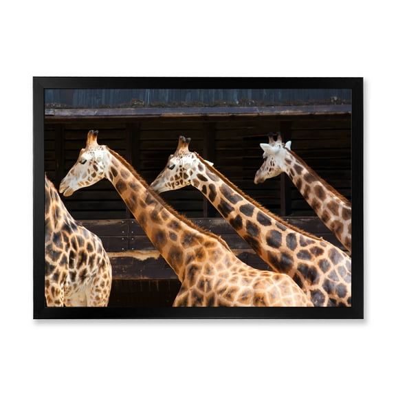 Designart 'Portrait Of Three Giraffes Running' Farmhouse Framed Art Print