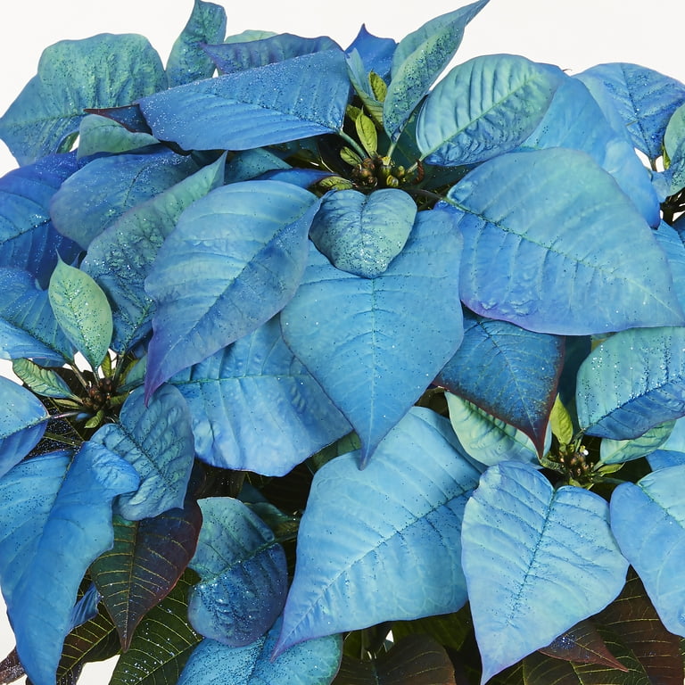 Expert Gardener 2QT Blue Glitter Poinsettia Live Plant Blue Foil