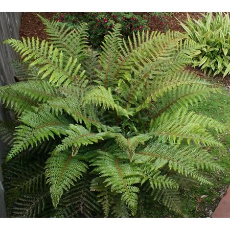 Classy Groundcovers, Osmunda cinnamomea, O. bipinnata, O. imbricata, Osmundastrum cinnamomeum, Anemia bipinnata, 'glandulosa' (25 Pots, 3 1/2 inch square)