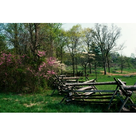 Flowering trees in bloom along fence line spring Great Smoky Mountains National Park Tennessee USA Stretched Canvas - Panoramic Images (9 x (Best Spring Hikes In The Smokies)