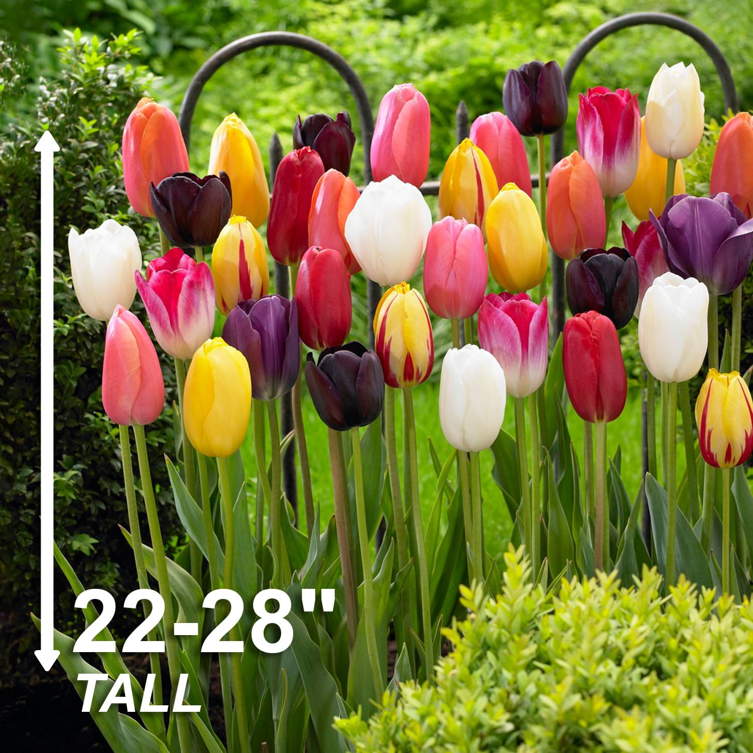 Garden State Bulb Bright Sunshine Mix Single Late Tulip Flower Bulbs, 12/+ cm (Bag of 25)