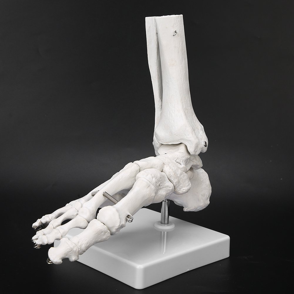 Life Size Anatomical Human Right Foot Ankle Joint Skeleton Model with Ligament