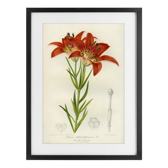 Stupell Industries Shabby Chic Western Red Lily Black Framed Print Under Glass, 14 x 20, by Print Collection