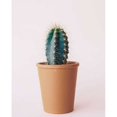thumbnail image 2 of Lonely Cactus Poster Print by Cynthia Alvarez   CCRC056A, 2 of 2