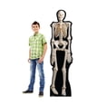 thumbnail image 3 of Skeleton, 3 of 3