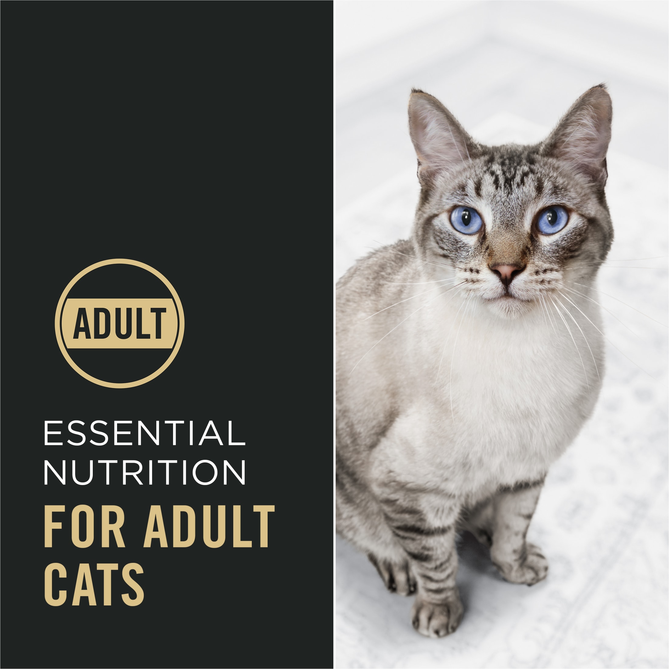 Purina Pro Plan Complete Essentials Chicken & Rice Dry Cat Food, 3.5 lb photo 3