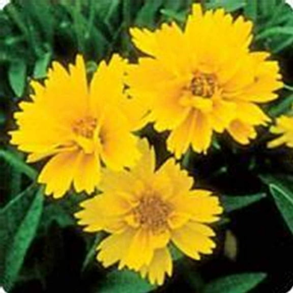 Early Sunrise Coreopsis Flower Seeds - 1000 Seeds - Perennial Flower Garden Seeds - Coreopsis grandiflora