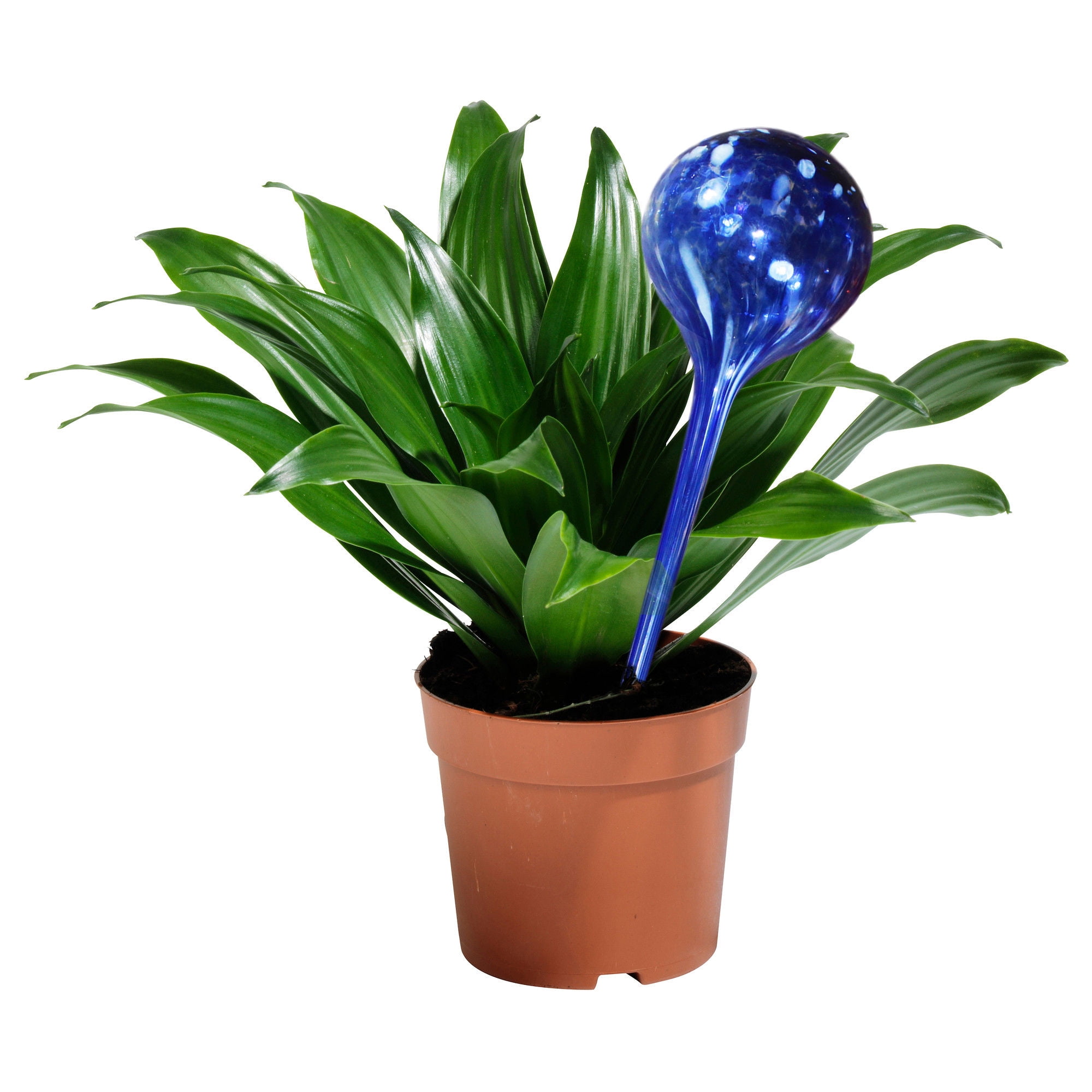 4 PC Plant Glass Watering Globes Watering Plant Ball Bulbs Gardening Plsei