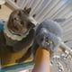 thumbnail image 5 of Zapatillas de gato abrazo de peluche para mujer y hombre, toboganes de invierno para el hogar, zapatos de suelo Kawaii, zapatillas peludas, mulas blancas para niña, 5 of 5