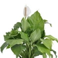 thumbnail image 4 of United Nursery Live Peace Lily Plant 20-24 inches Tall White Flower in 10 -inch Grower Pot, 4 of 8