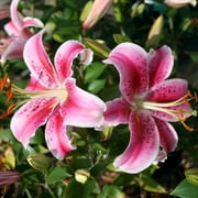 Stargazer Lilies Flower Bulbs Super Pack - 15 Bulbs per Pack - Pleasantly Scented - Attracts Butterflies and Hummingbirds - Good as Cut Flowers - Grows Well In Containers - Perennializing Garden