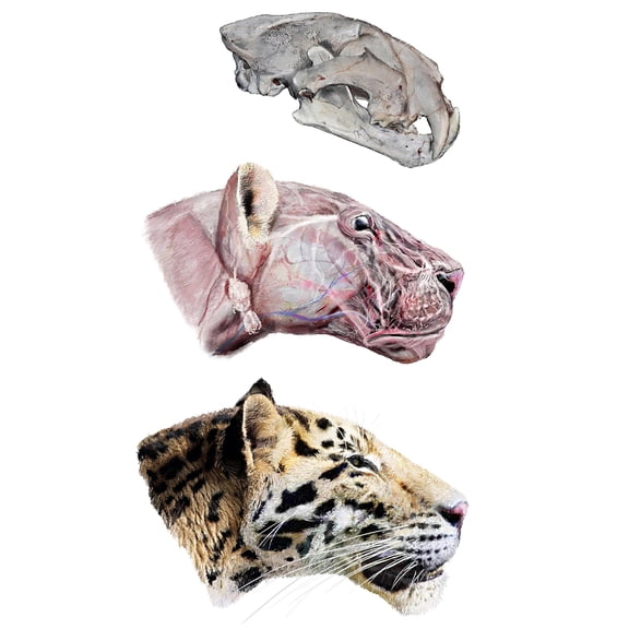 24x36 gallery poster, Restoration of a Panthera zdanskyi skull, an extinct tiger relative whose fossil remains were found in northwest China