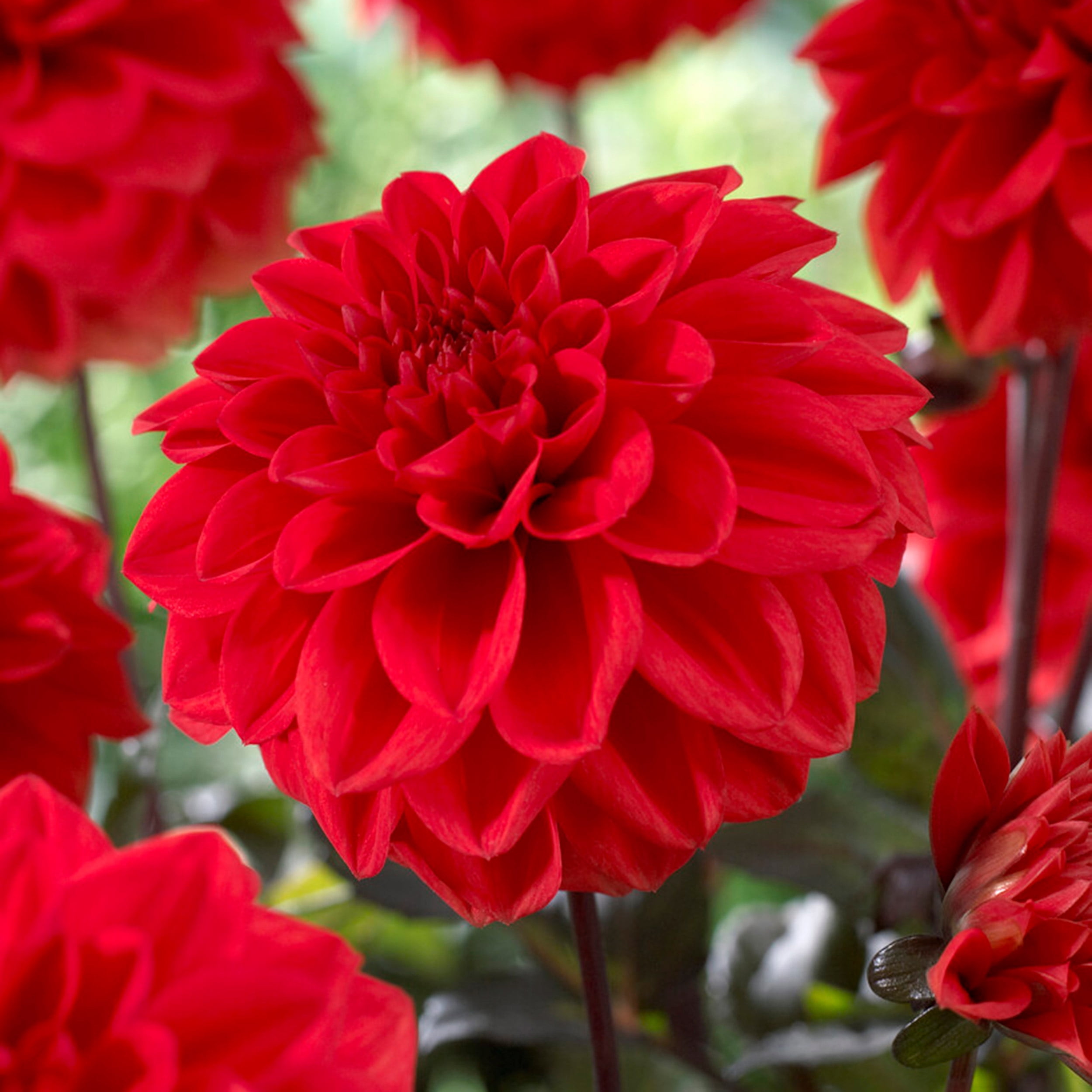 Garden State Bulb Dahlia Ellen Houston, Live Flower Tubers (Bag of 3