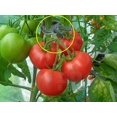 thumbnail image 4 of Clips de agarre para palanca de flores y plantas de jardinería, herramienta para sostener o enderezar tallos, tallos y enredaderas de plantas (20/40/80 piezas), 4 of 8