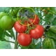 thumbnail image 4 of Clips de agarre para palanca de flores y plantas de jardinería, herramienta para sostener o enderezar tallos, tallos y enredaderas de plantas (20/40/80 piezas), 4 of 8