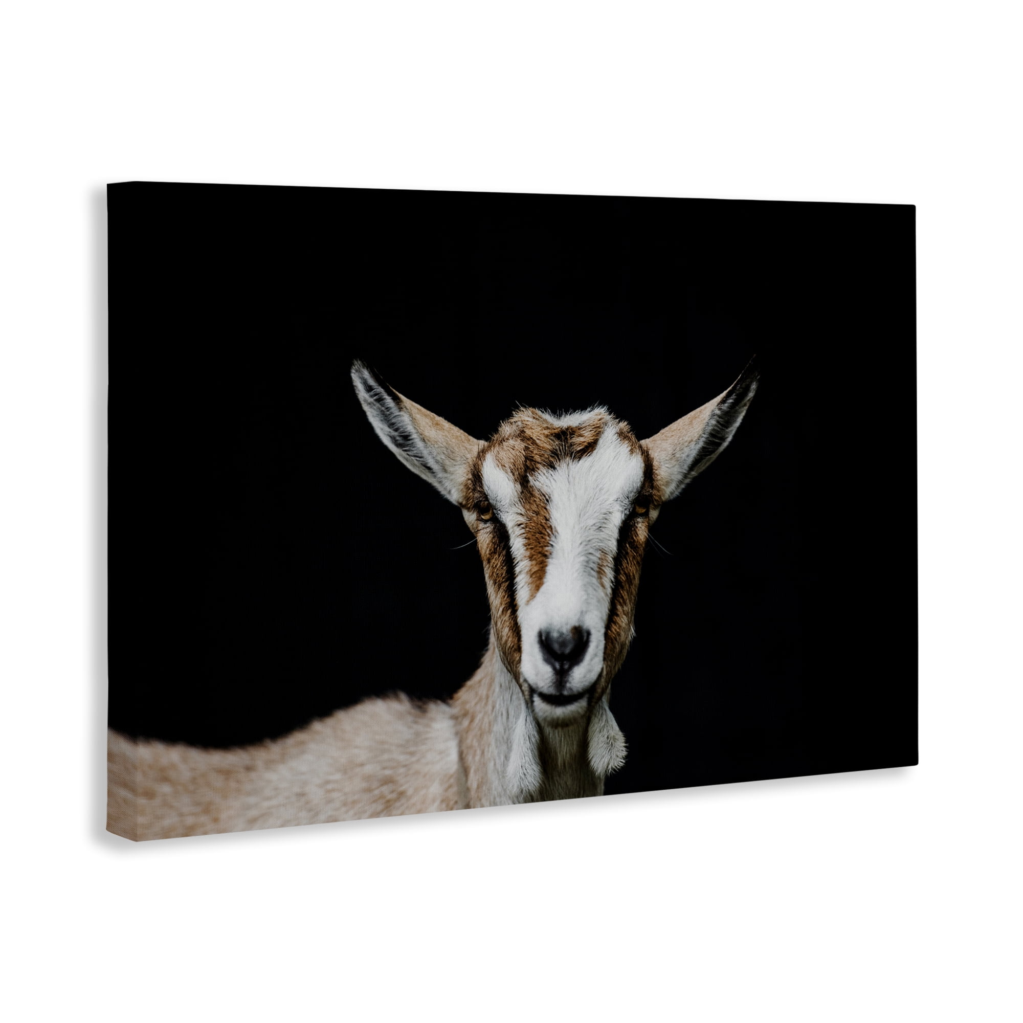 Goat Face over Black Canvas Wall Art, design by Amy Carroll