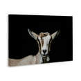 thumbnail image 4 of Goat Face over Black Canvas Wall Art, design by Amy Carroll, 4 of 8