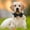 D, variant on WUSUOWEI Cat Bow Tie with Bell Removable Adjustable Bowtie Comfortable Solid Color Pet Accessories with Bow Tie and Bells for Small Pet