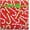 Candy Cane Joy, variant on Current Merry Christmas Script Rolled Wrapping Paper - Premium Jumbo 23-Inch x 58-inch Gift Wrap Roll