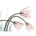 thumbnail image 2 of Koetsier, Albert 24x19 Gold Ornate Wood Framed with Double Matting Museum Art Print Titled - Refreshing Bloomed 1, 2 of 4