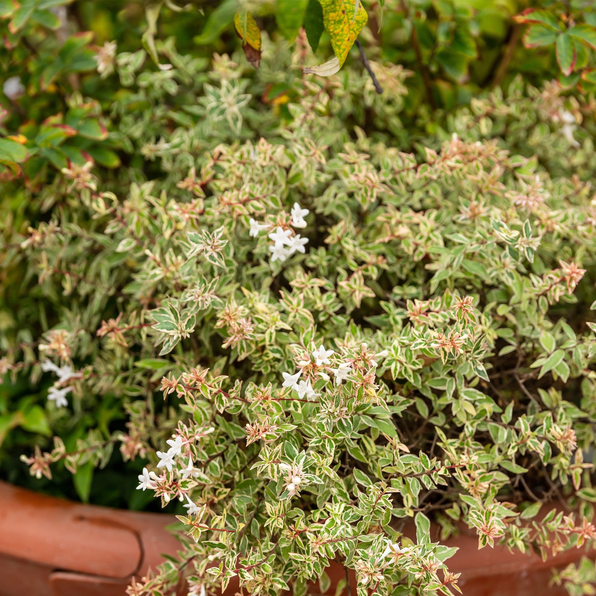 First Editions Abelia Vanilla Brandy Live Plant