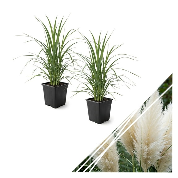 Live Ornamental Perennial Grass - White Pampas (2 Per Pack) - Showy Accent Plant - 12" Tall by 6" Wide in 1.5 Quart Pot