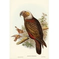 thumbnail image 2 of Gould, John 11x14 Black Ornate Wood Framed with Double Matting Museum Art Print Titled - Ka-ka Parrot-Nestor hypopolius, 2 of 4